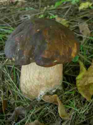  Image name: 97 Porcino.jpg 
 width: 300 pixel 
 height: 400 pixel 
 Size: 9344 bytes 
 Click to enlarge 